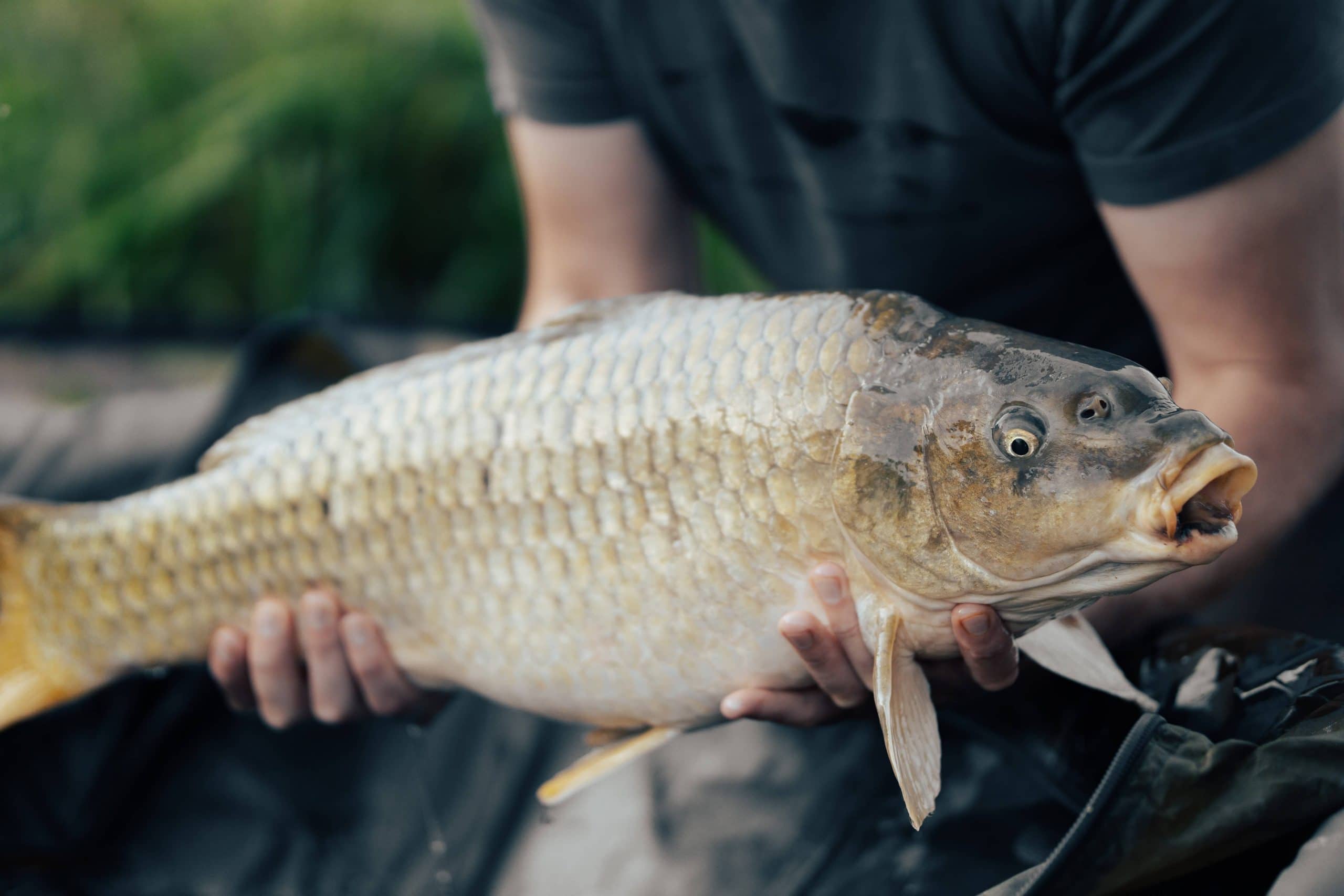 La pêche de la carpe au leurre, une technique peu pratiquée