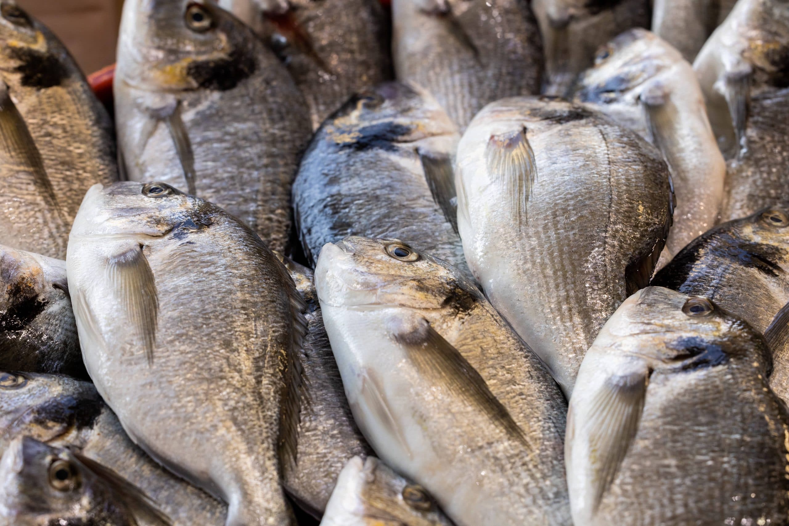 Comment pêcher la dorade ? Conseils pour réussir votre pêche !