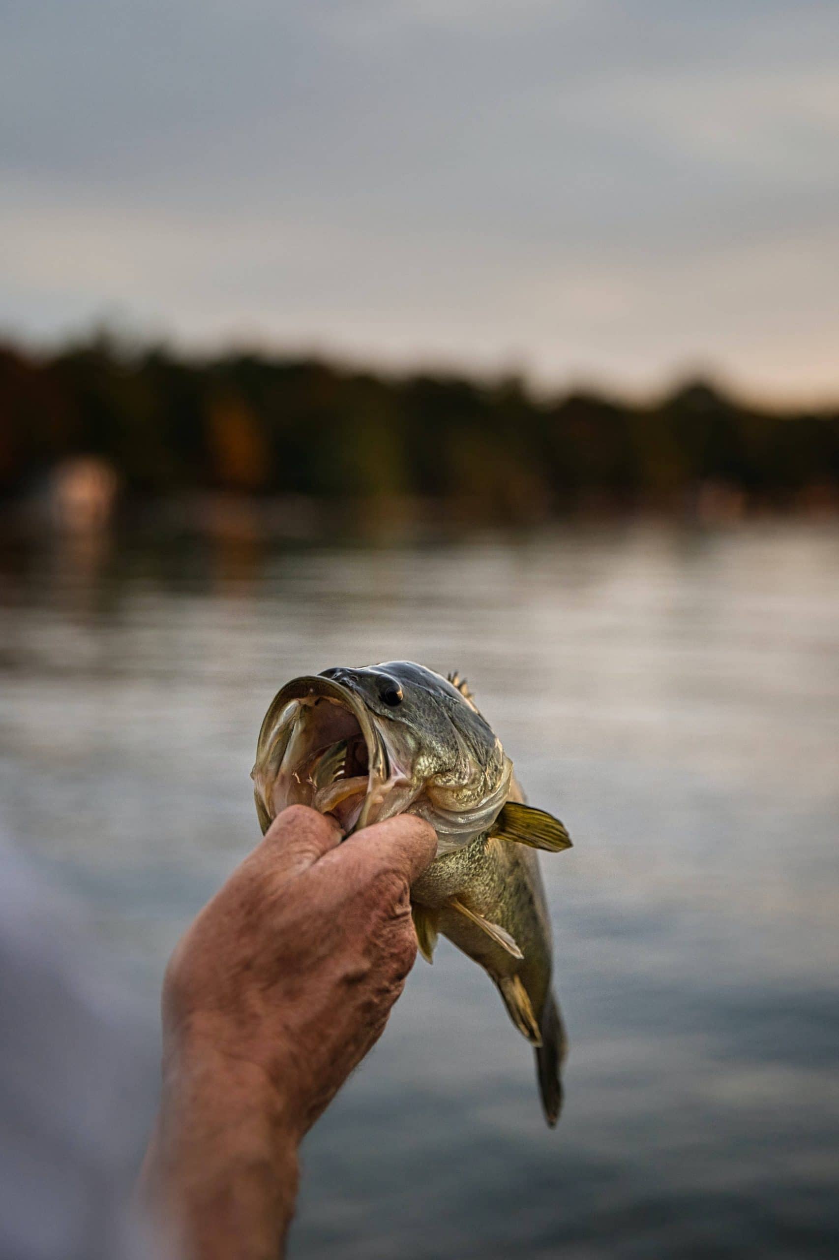 Pêche du brochet au big bait : Quelles tresses et bas de ligne ?