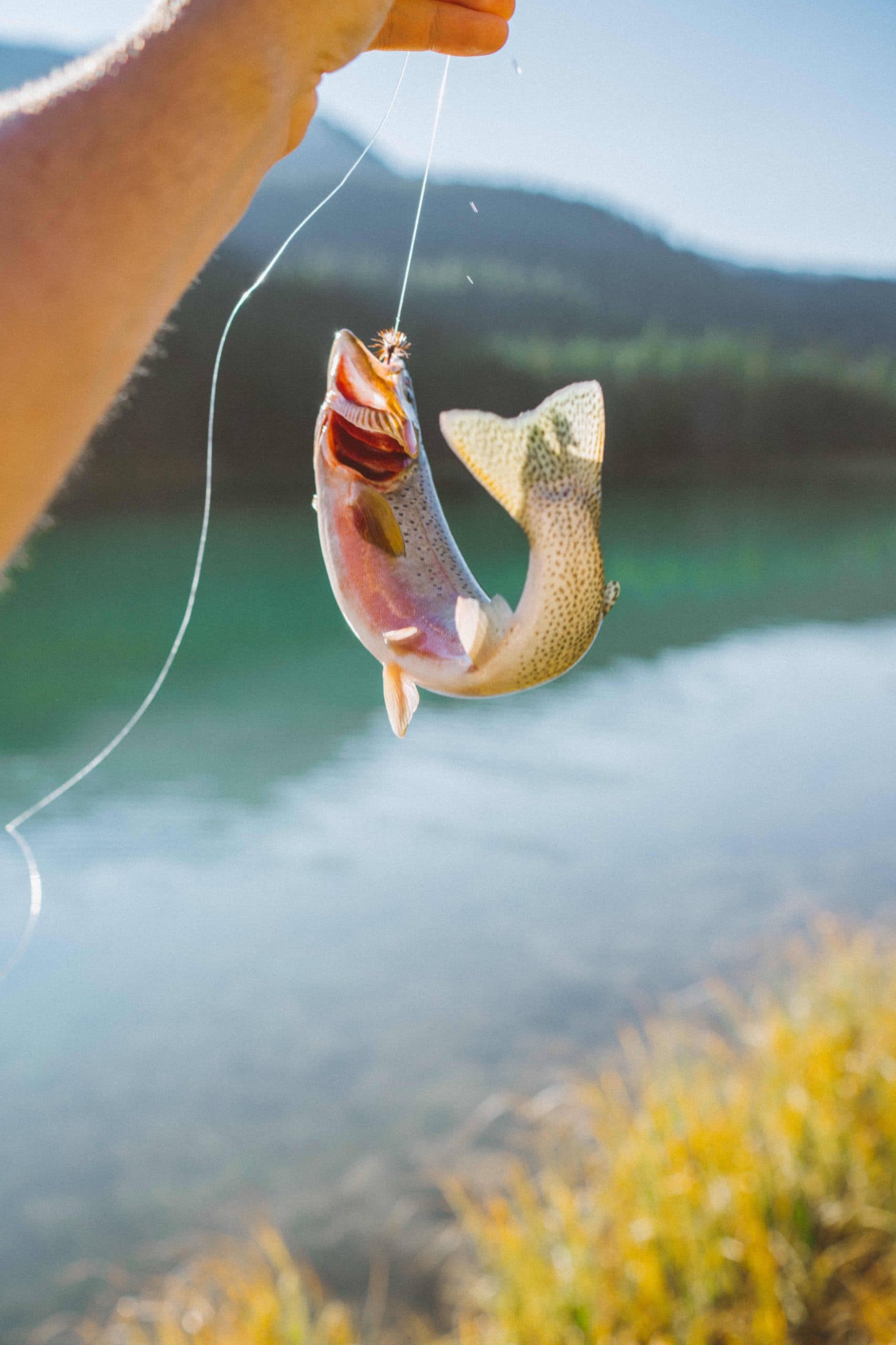 Choisir le bon diamètre de fil pour pêcher la truite - Leurre de